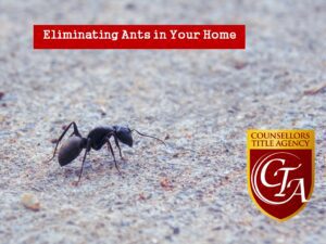 Close-up of an ant on rough ground, highlighting home pest control.