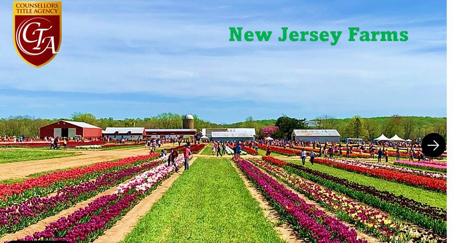 Colorful tulip fields with visitors at New Jersey's tulip festival.