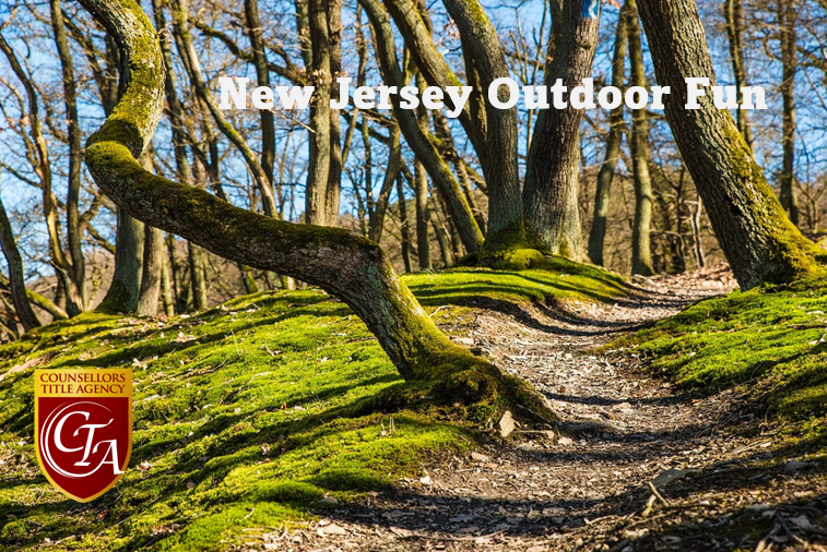 Forest trail with moss-covered trees.