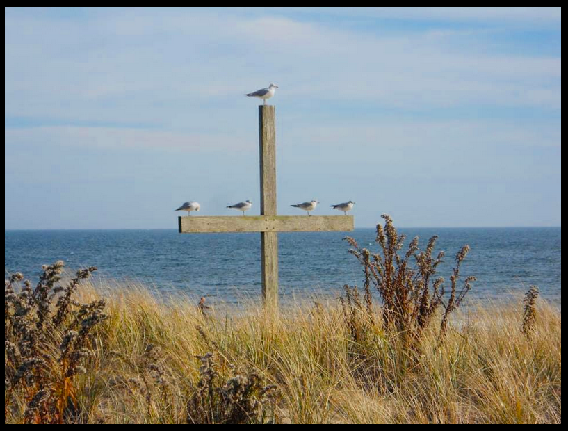 Seagulls on cross near ocean and grass.